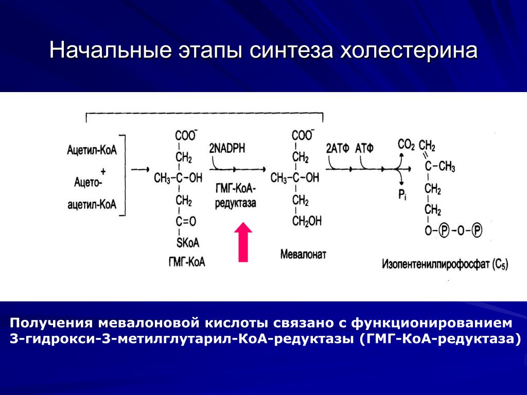 Периоду синтеза. Регуляция активности ГМГ-КОА-редуктазы в печени. ГМГ-КОА-редуктаза биохимия. ГМГ-КОА-редуктазы Синтез. ГМГ КОА редуктаза Синтез холестерина.