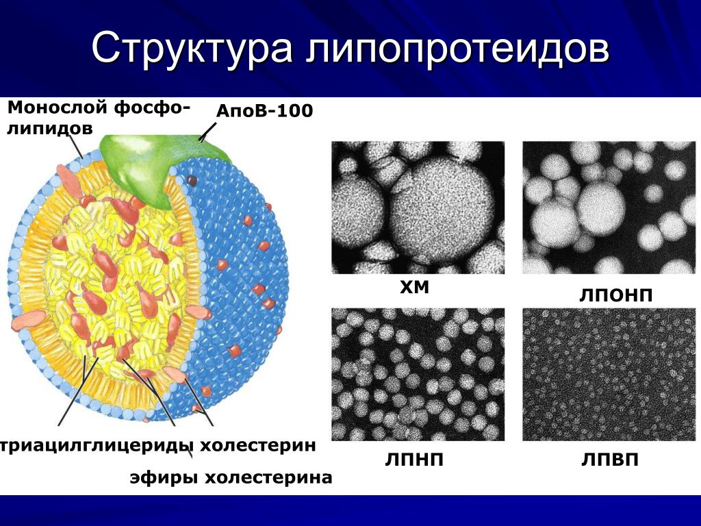 Холестерин липопротеинов. Строение липопротеидов биохимия. Строение частицы липопротеина. Липопротеинов очень низкой плотности (ЛПОНП. Липопротеины высокой плотности ЛПВП строение.