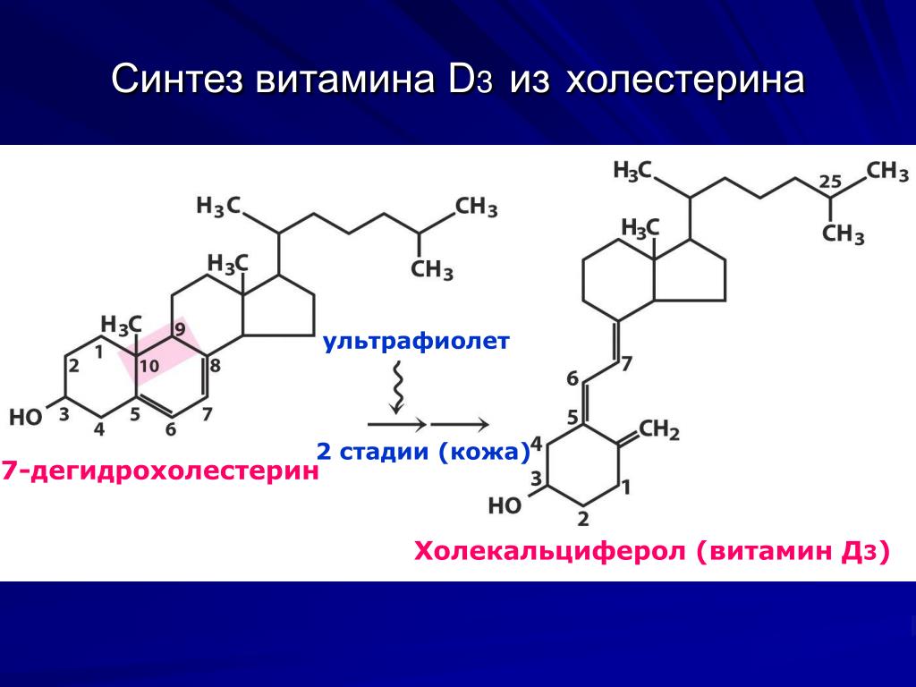Биосинтез витаминов. Синтез витамина д3 из холестерола. Синтез витамина д3 из холестерина. Синтез витамина д из 7 дегидрохолестерина. Синтез витамина d3.