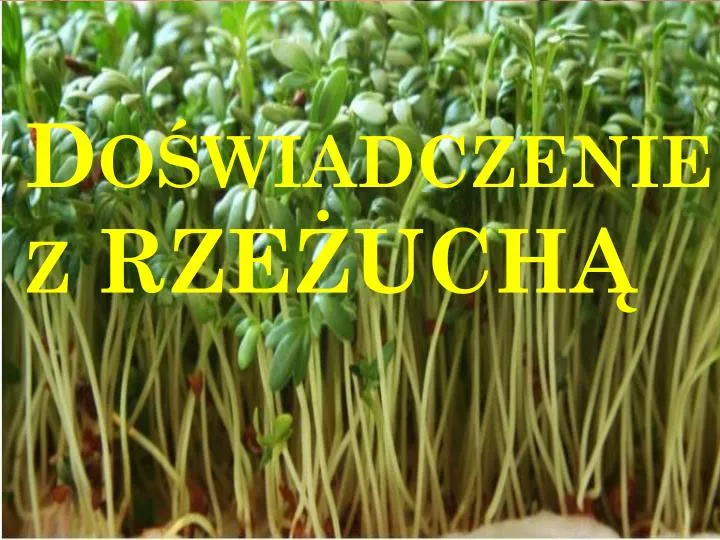 Doświadczenie Z Rzeżuchą Klasa 5 PPT - Doświadczenie z RZEŻUCHĄ PowerPoint Presentation, free download