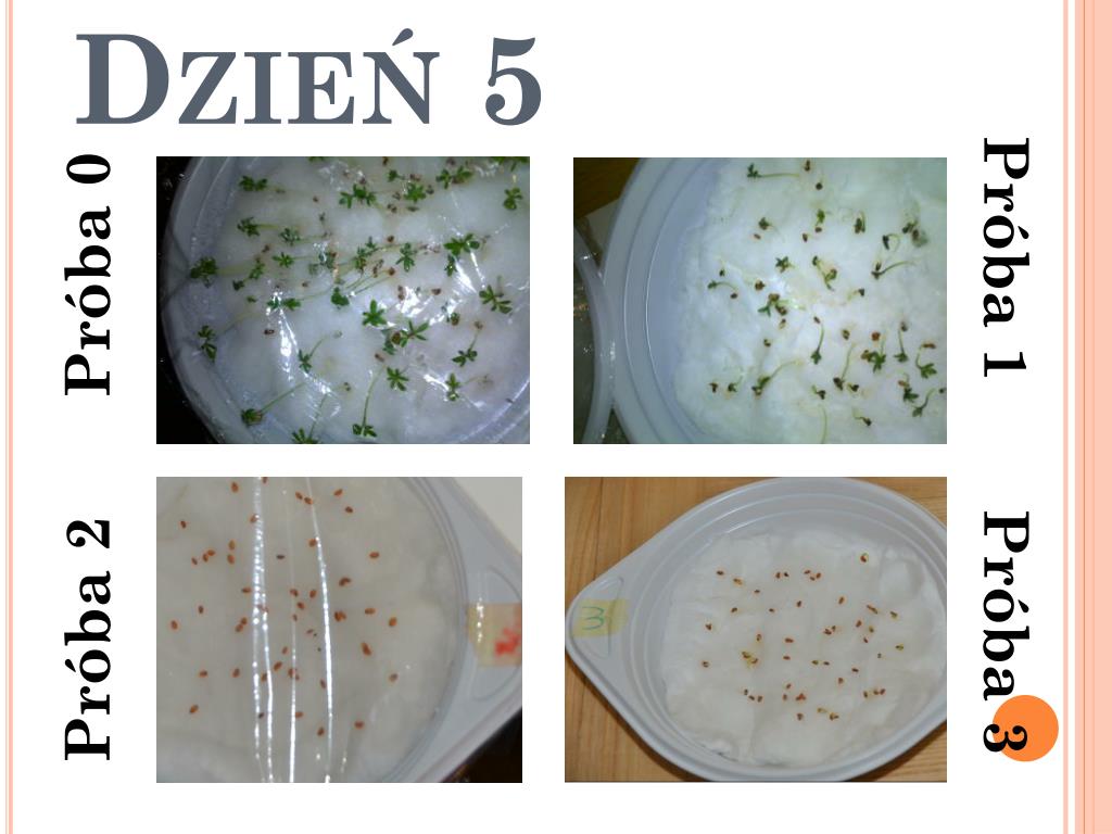 Doświadczenie Z Rzeżuchą Klasa 5 PPT - Doświadczenie z RZEŻUCHĄ PowerPoint Presentation, free download