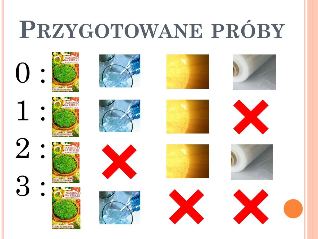 Doświadczenie Z Rzeżuchą Wpływ Wody PPT - Doświadczenie z RZEŻUCHĄ PowerPoint Presentation, free download
