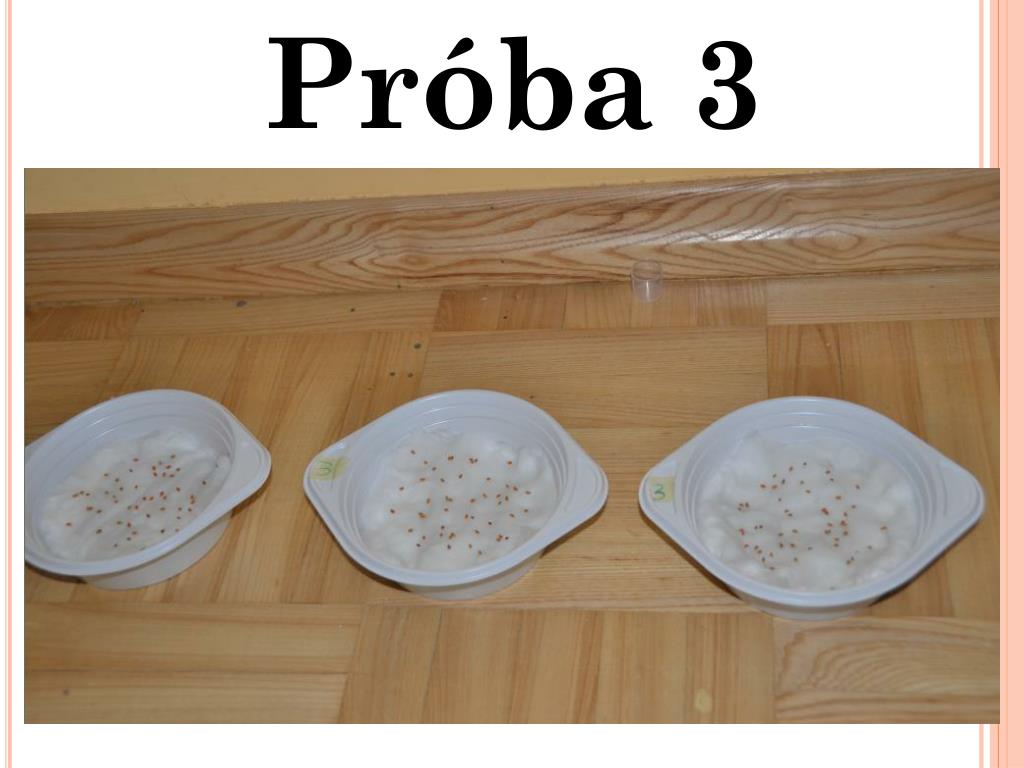 Doświadczenie Z Rzeżuchą Klasa 5 PPT - Doświadczenie z RZEŻUCHĄ PowerPoint Presentation, free download