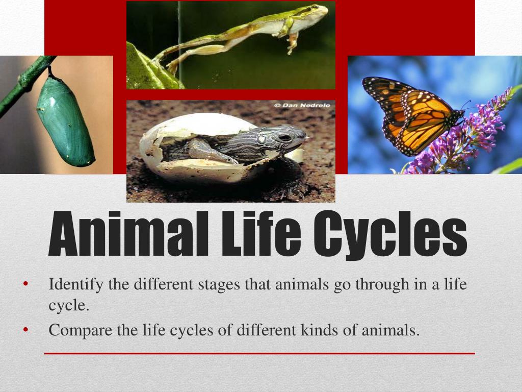 Different kind of animal. Animal Life Cycle. Lifecycle animal. Mammal Life Cycle. Animal Life Cycles книга.