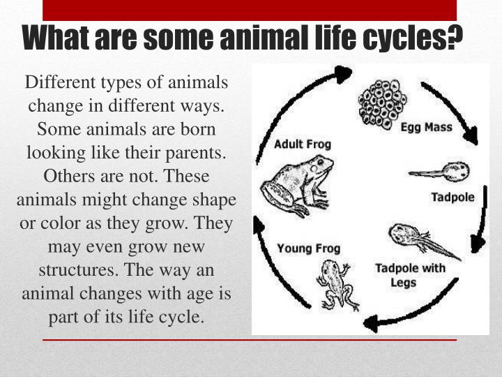 Ppt Animal Life Cycles Powerpoint Presentation Id5639865