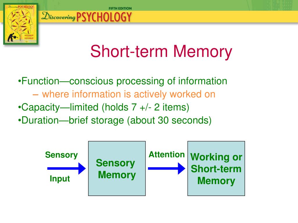 hypothesis of short term memory