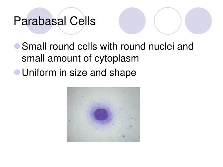 PPT Vaginal Cytology Evaluation PowerPoint Presentation ID5640701