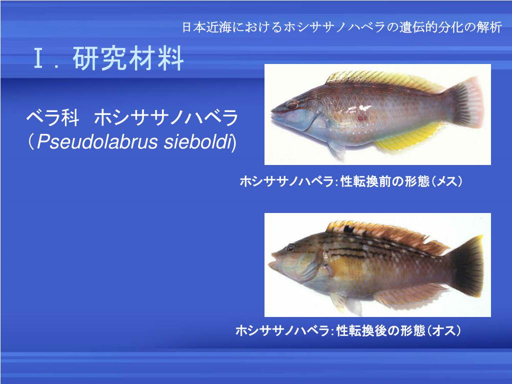 Ppt 日本近海におけるホシササノハベラの 遺伝的分化の解析 Powerpoint Presentation Id