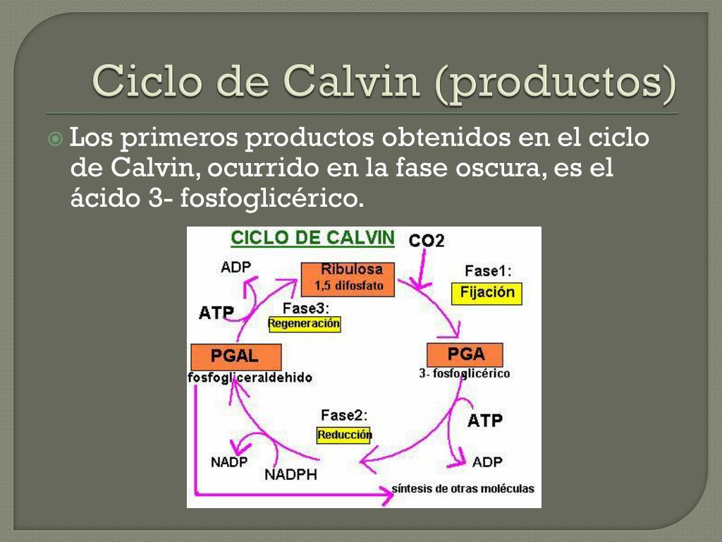 PPT Fotosíntesis PowerPoint Presentation, free download