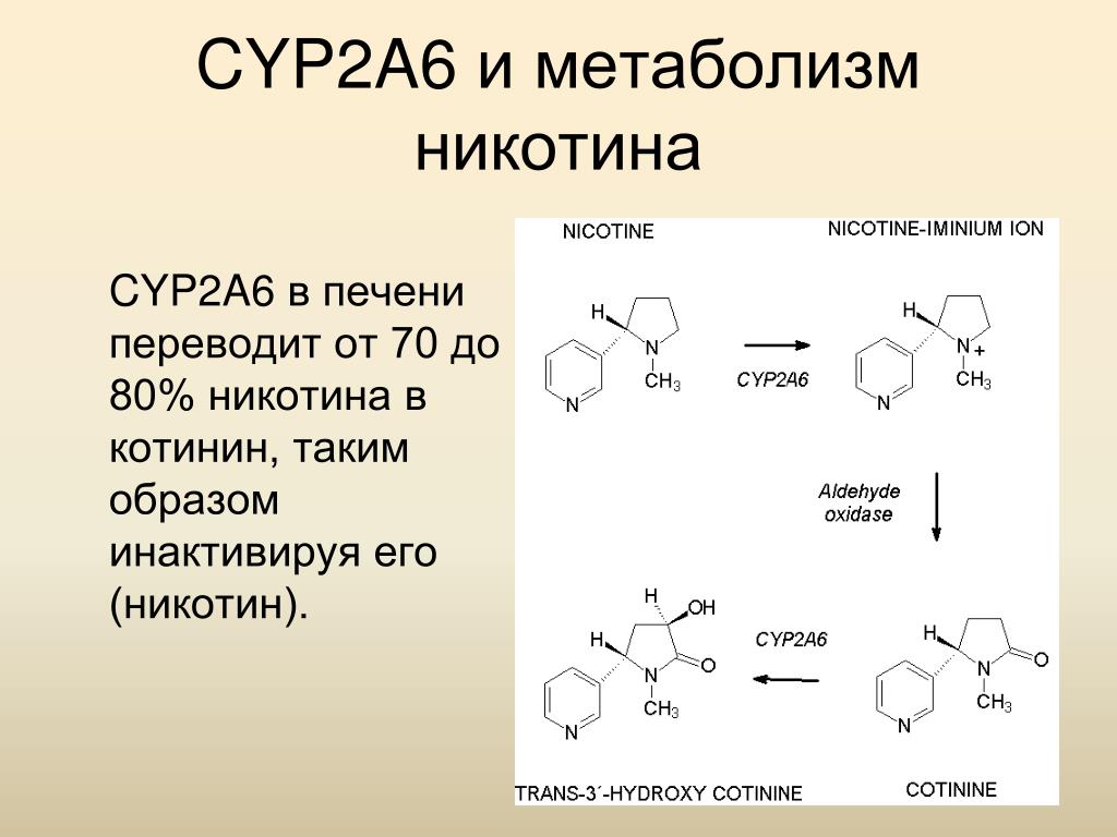 Котинин что это. Метаболизм никотина. Схема никотина. Биотрансформация никотина. Химическая формула никотина.