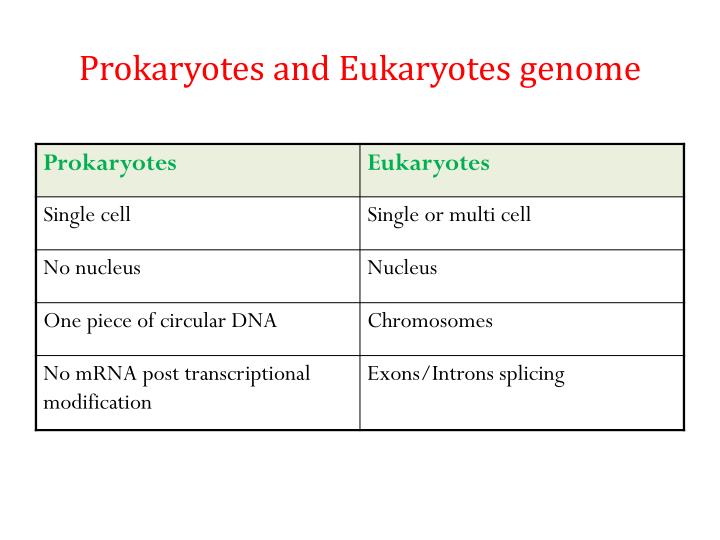 PPT - The genome of prokaryotes and eukaryotes- nuclear and ...