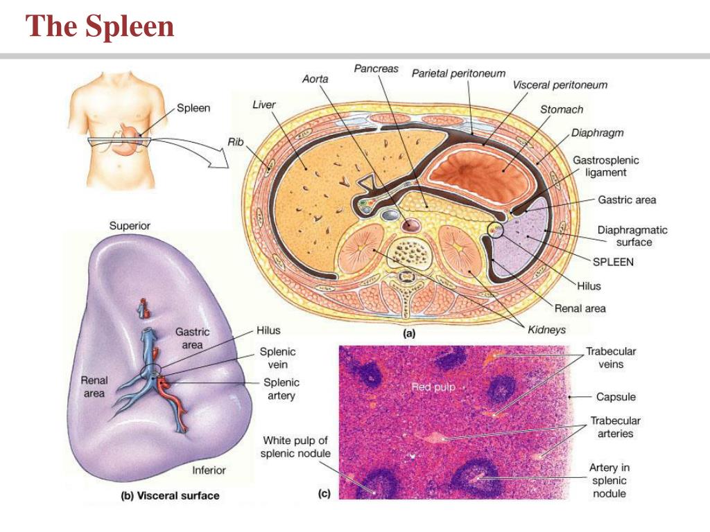 PPT - Lecture 22: The Lymphatic System and Immunity PowerPoint ...