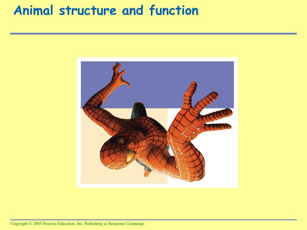 PPT - Animal structure and function PowerPoint Presentation, free download  - ID:5644277