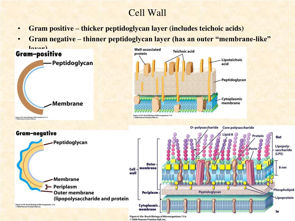PPT - Structure and Function of Bacterial Cells PowerPoint Presentation