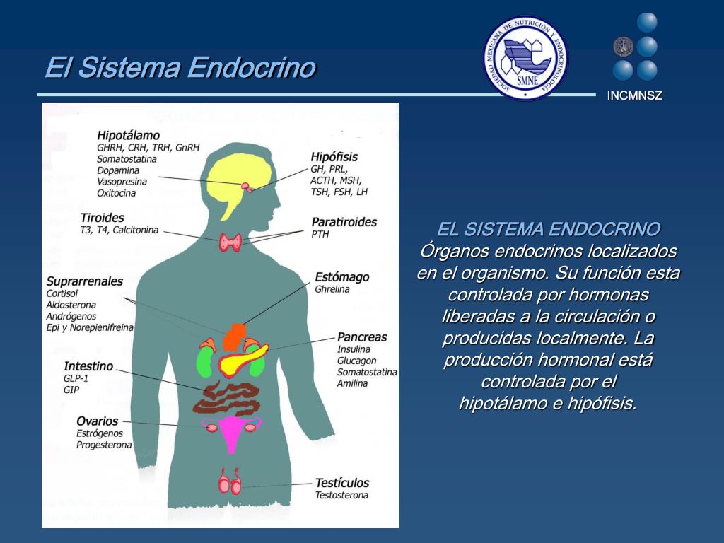 PPT Principios Generales de Endocrinología PowerPoint