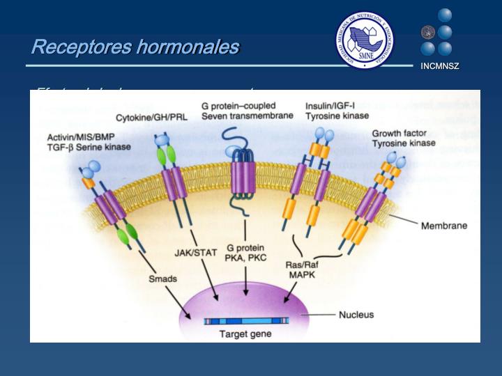 PPT - Principios Generales de Endocrinología PowerPoint Presentation ...