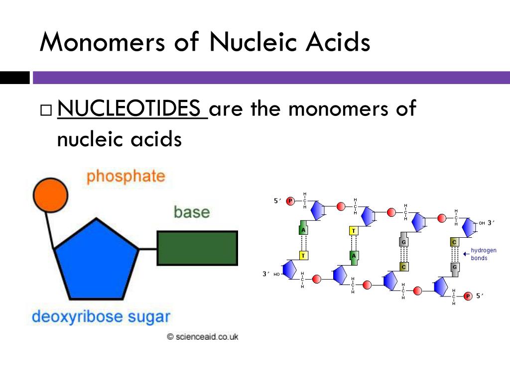 PPT Pgs. 910 Heading Nucleic Acids Homework PowerPoint