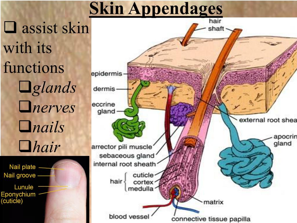 PPT - Ch. 4 Integumentary System : The Skin and Its Parts PowerPoint
