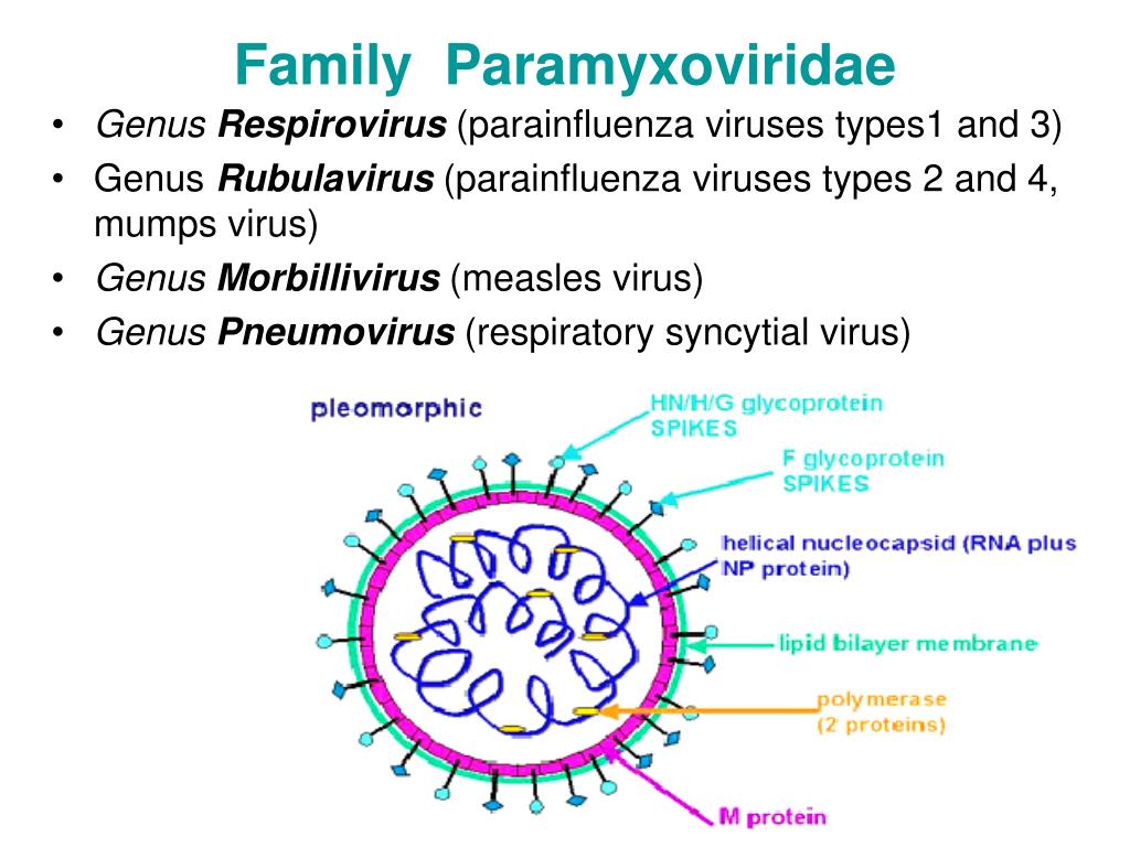 Types of viruses. Вирус семейства Paramyxoviridae, рода paramyxovirus. Парамиксовирус РНК. Mumps Rubulavirus.