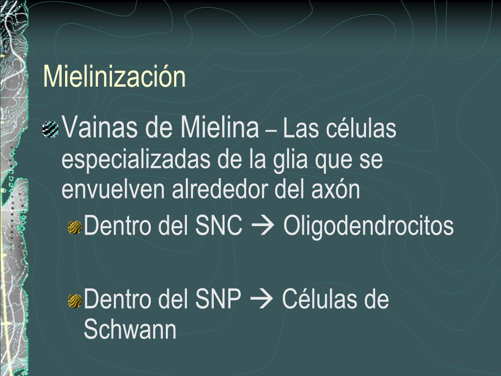 Mielinizacion del axon energy