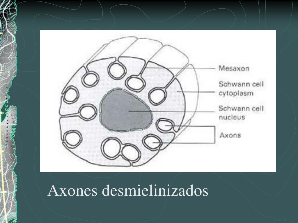 Mielinizacion del axon energy