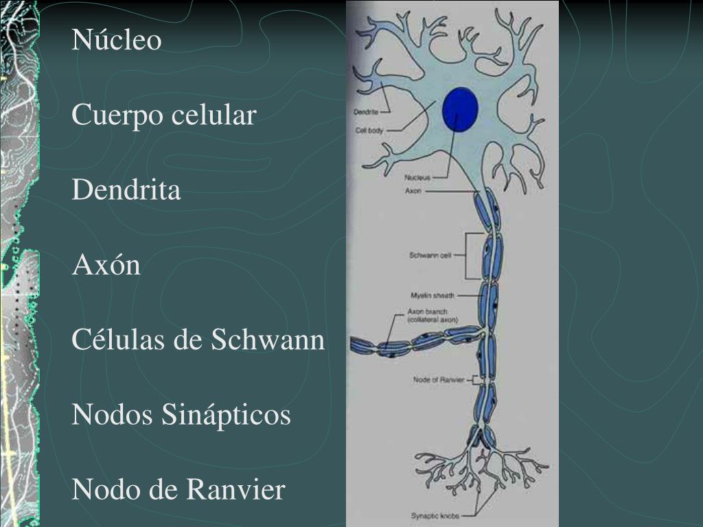Mielinizacion del axon energy