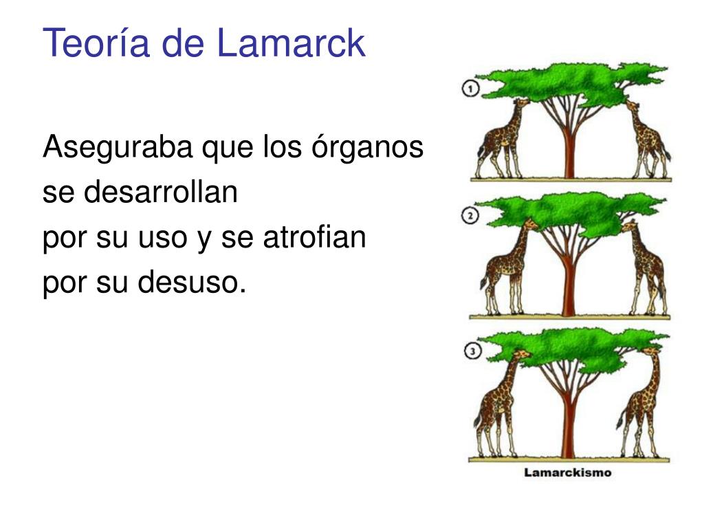 PPT - De la Edad Media a las ideas transformistas PowerPoint ...