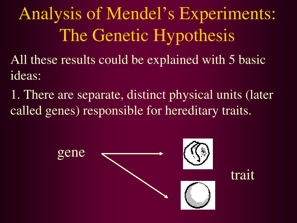 null hypothesis mendelian genetics