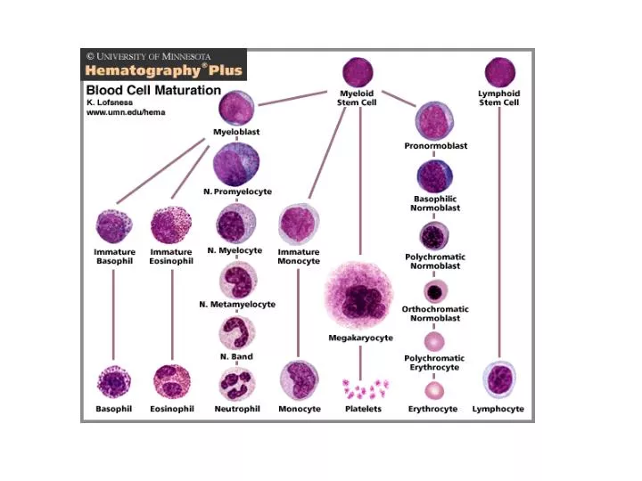 Blood Cell Development Chart