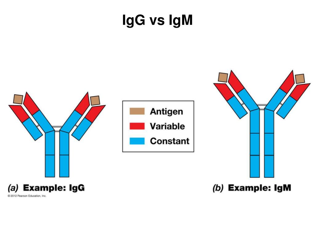 Иммуноглобулина разница. IGM иммуноглобулин. IGG. IGG иммуноглобулин. Структура иммуноглобулина g.