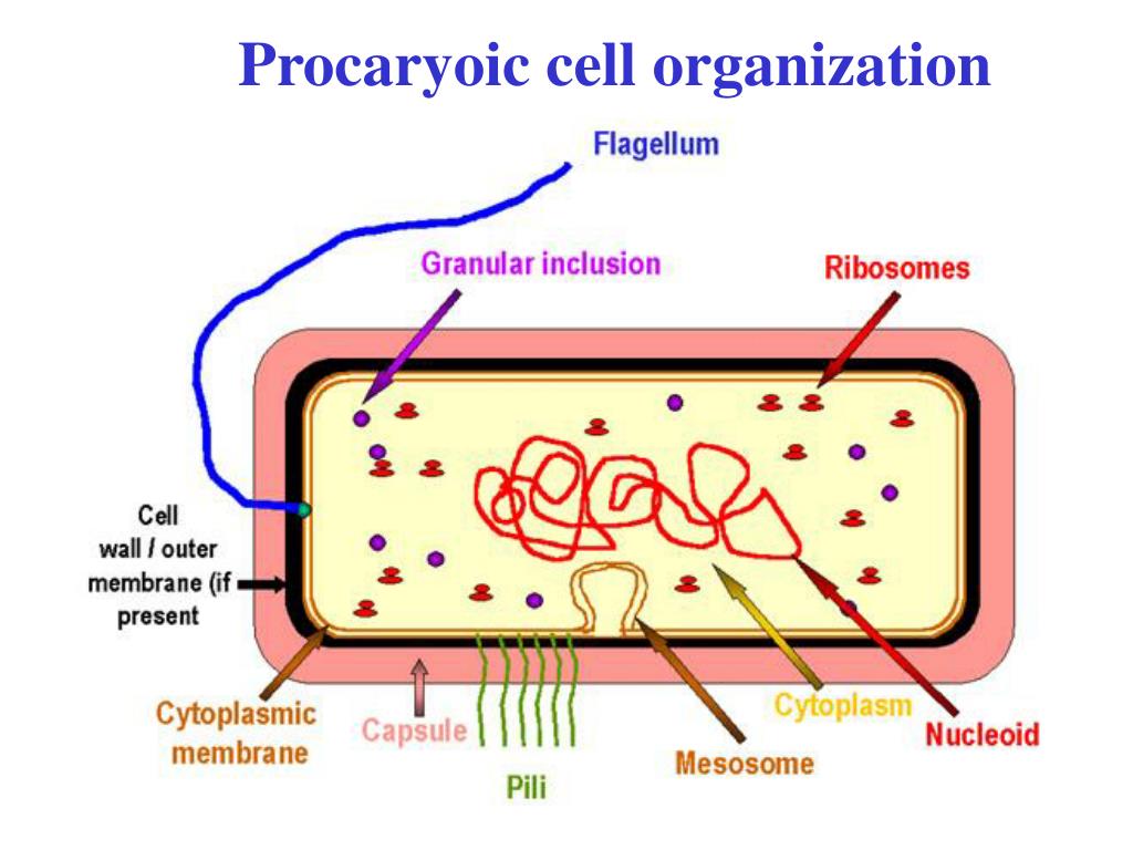 Пару бактерий. Модель бактериальной клетки. Мезосома бактериальной клетки строение. Модель строение бактериальной клетки 5 класс. Модель строения бактерии.