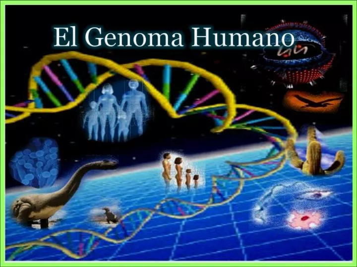 Ppt El Genoma Humano Powerpoint Presentation Free Download Id 5651597