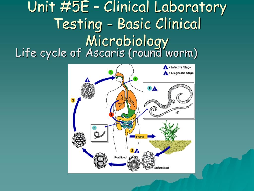 PPT - Unit #5E – Clinical Laboratory Testing – Basic Clinical Microbiology ...