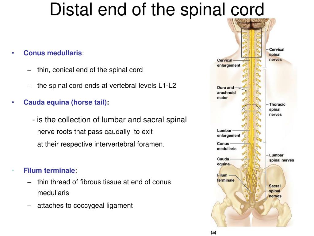 PPT - Gross anatomy of the spinal cord. Dermatomes Dr. Katalin Gallatz