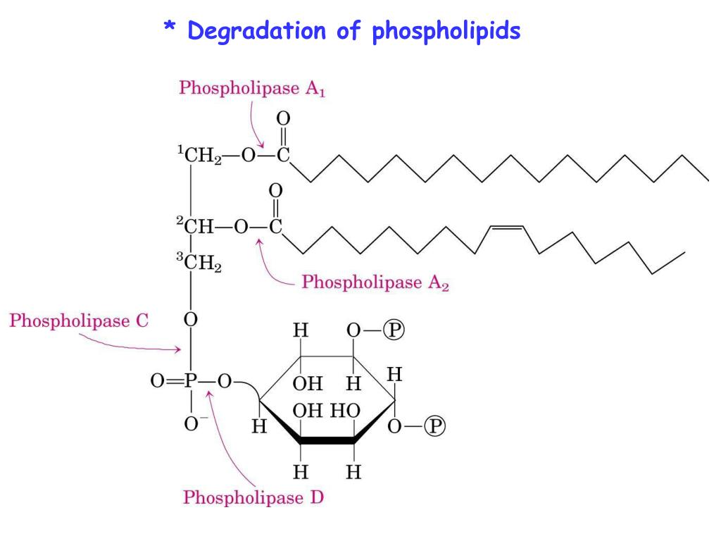 PPT - * Lipid Biosynthesis PowerPoint Presentation; free download - ID