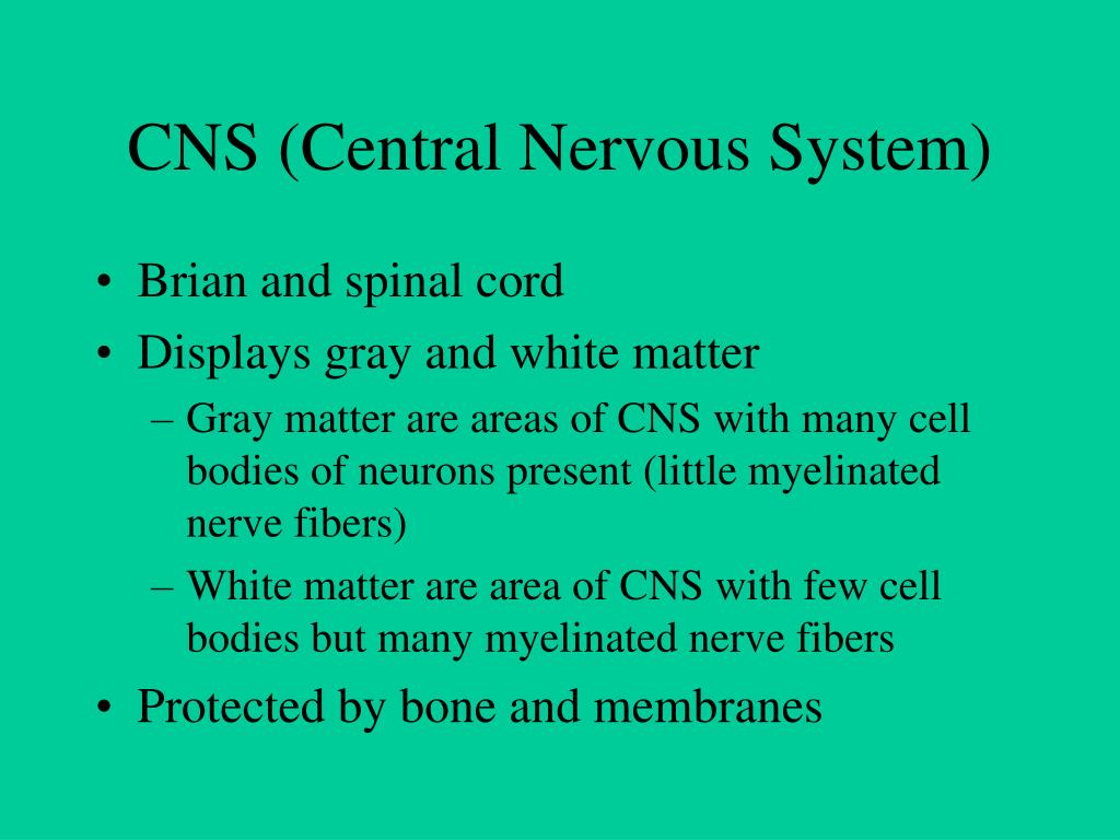 PPT - Cranial Fossa: Brain and Spinal Cord PowerPoint Presentation