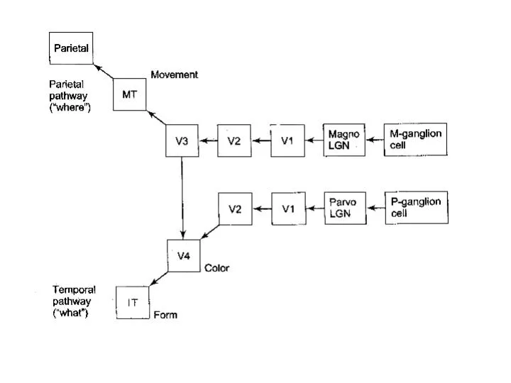PPT - Visual Pathways PowerPoint Presentation, free download - ID:5653440