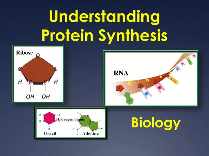 PPT - Understanding Protein Synthesis PowerPoint Presentation, free ...