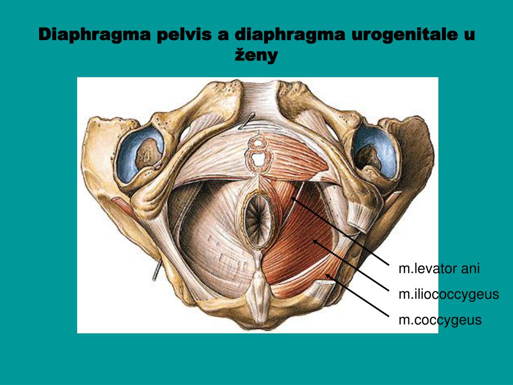 Фасции мочеполовой диафрагмы. Леватор Ани мышцы тазового дна. Diaphragma pelvis. Мышцы диафрагмы таза.