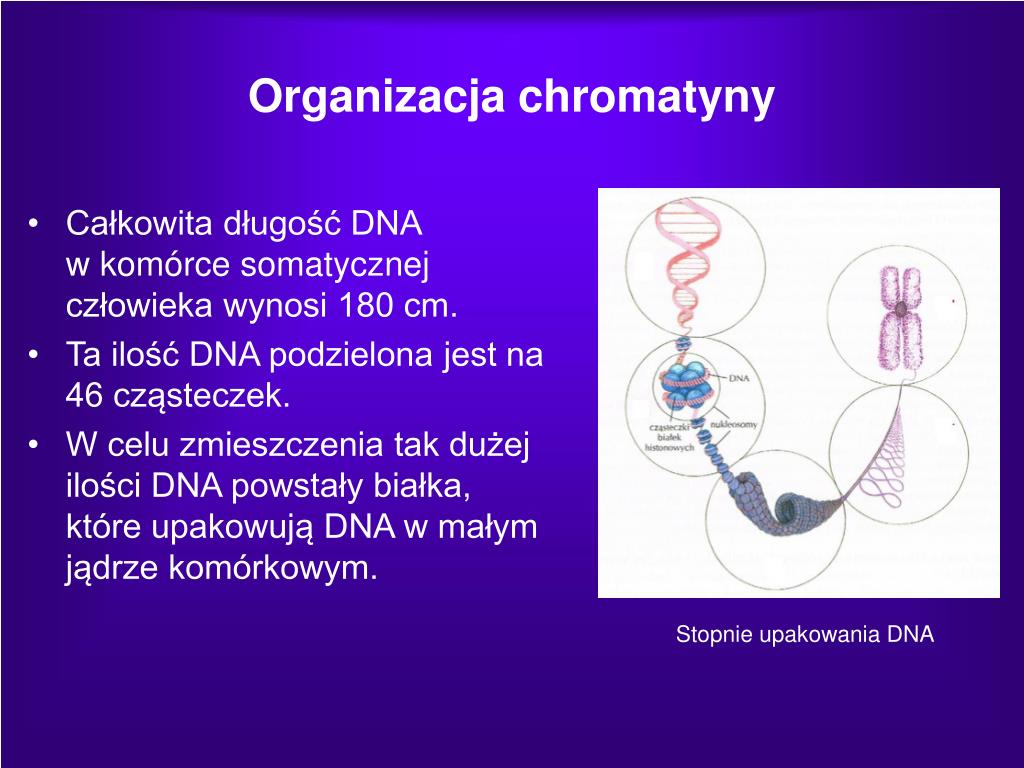 Ile Par Chromosomów Jest W Komórce Somatycznej Człowieka PPT - Komórka PowerPoint Presentation, free download - ID:5654887