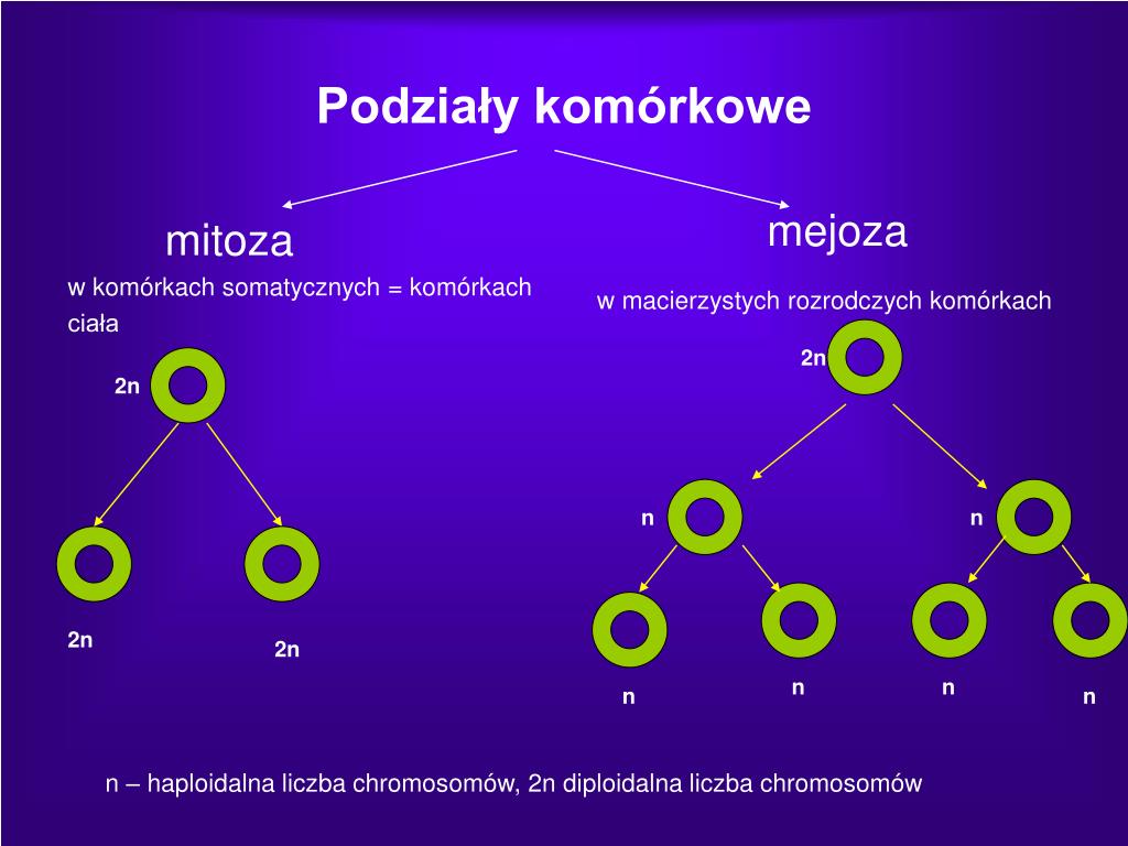Ile Par Chromosomów Jest W Komórce Somatycznej Człowieka PPT - Komórka PowerPoint Presentation, free download - ID:5654887