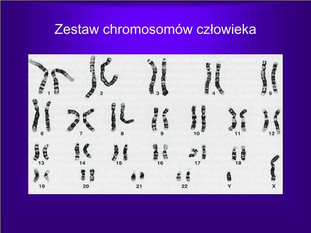 Ile Par Chromosomów Jest W Komórce Somatycznej Człowieka PPT - Komórka PowerPoint Presentation, free download - ID:5654887