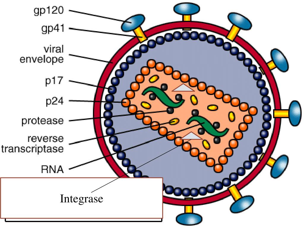 Антигены вируса иммунодефицита человека. Структура вируса СПИД. Схематично изобразите строение вируса СПИДА. Схема строения вируса иммунодефицита человека. Строение вириона ВИЧ инфекции.