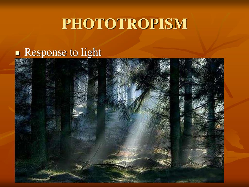 PPT - PLANT TROPISM PowerPoint Presentation, Free Download - ID:5655190