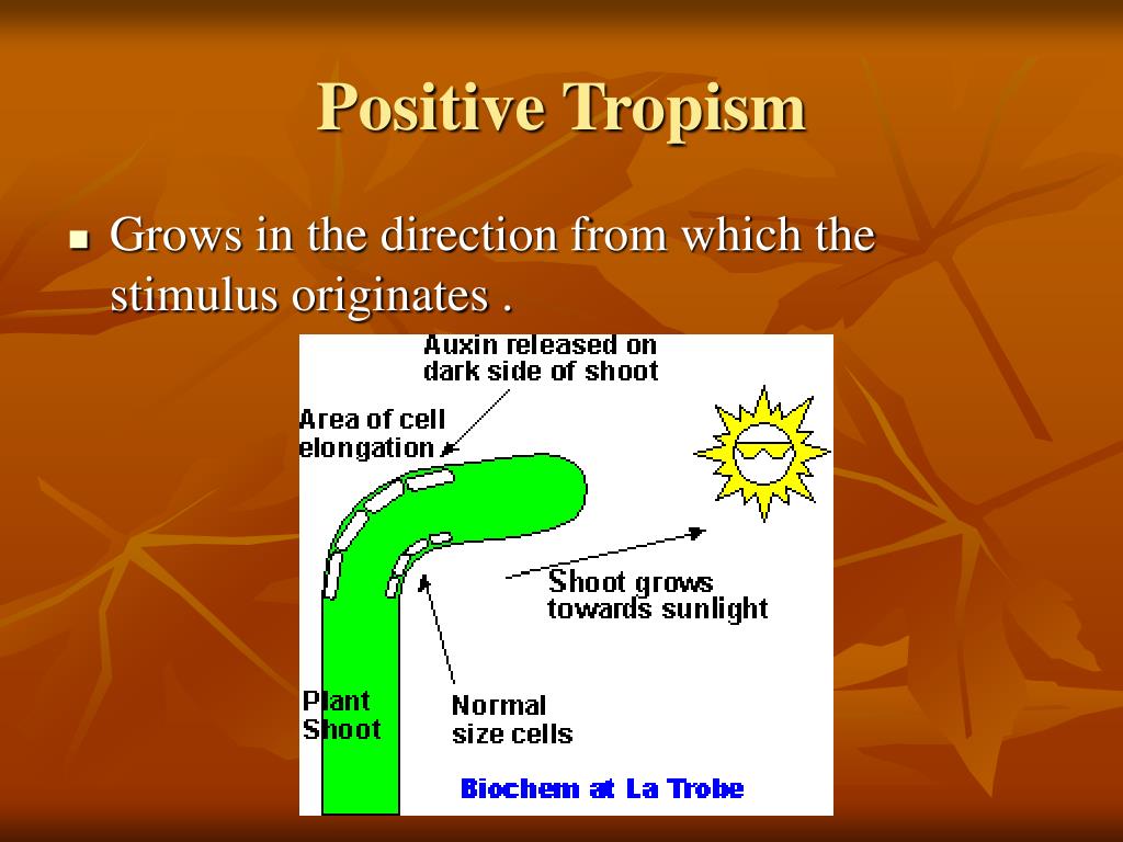 PPT PLANT TROPISM PowerPoint Presentation, free download