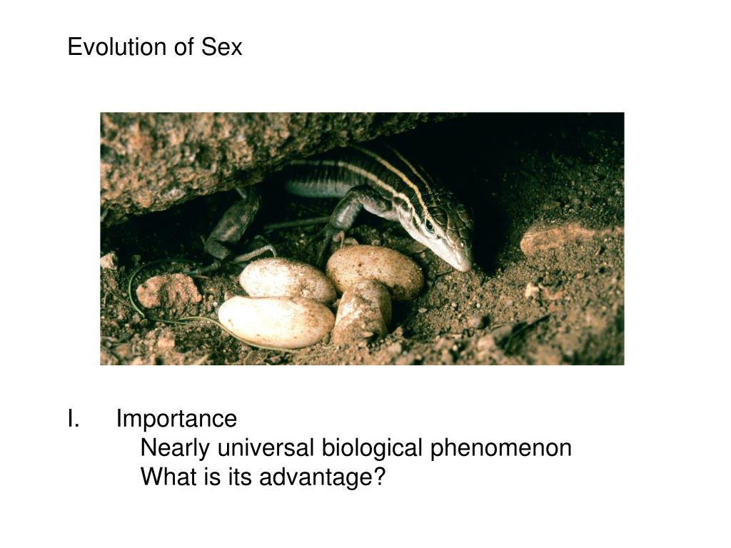 Ppt Evolution Of Sex Powerpoint Presentation Free Download Id5655660 7966