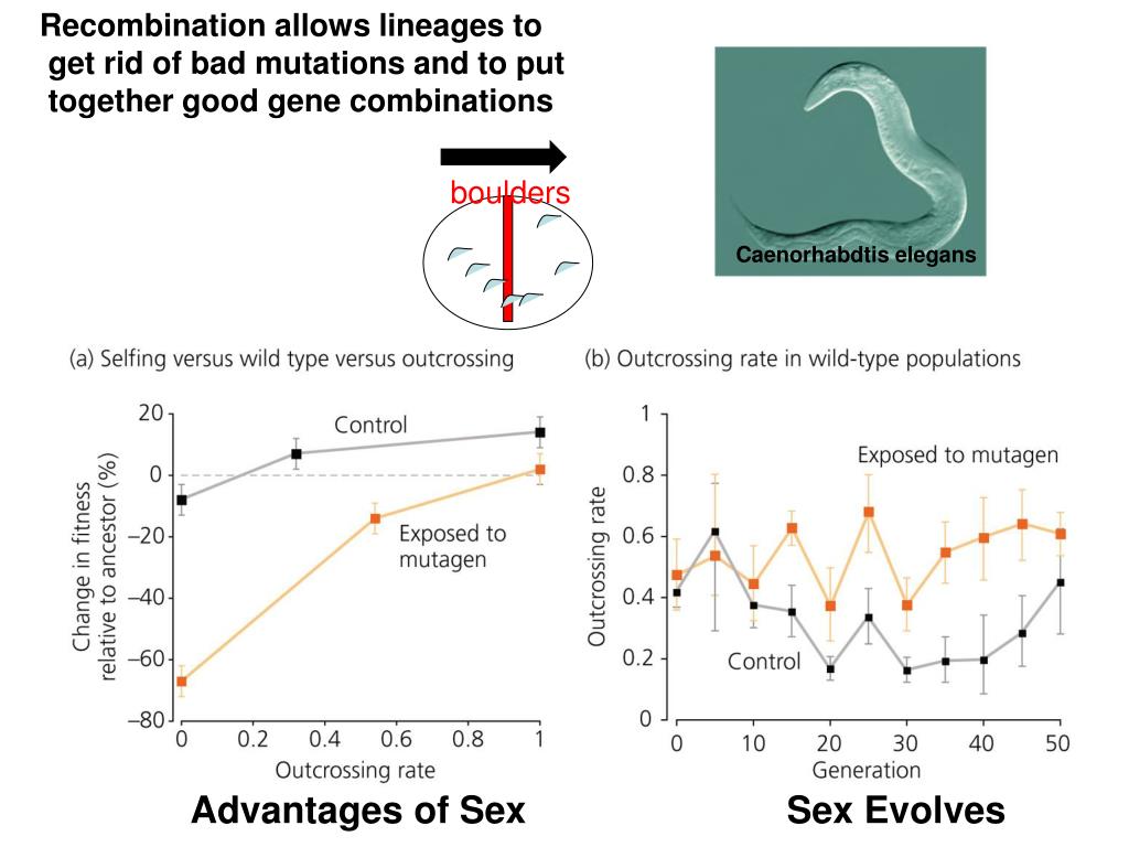 Ppt Evolution Of Sex Powerpoint Presentation Free Download Id 5655660