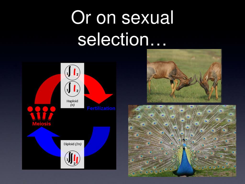 Ppt What Is Sex Powerpoint Presentation Free Download Id 5656007