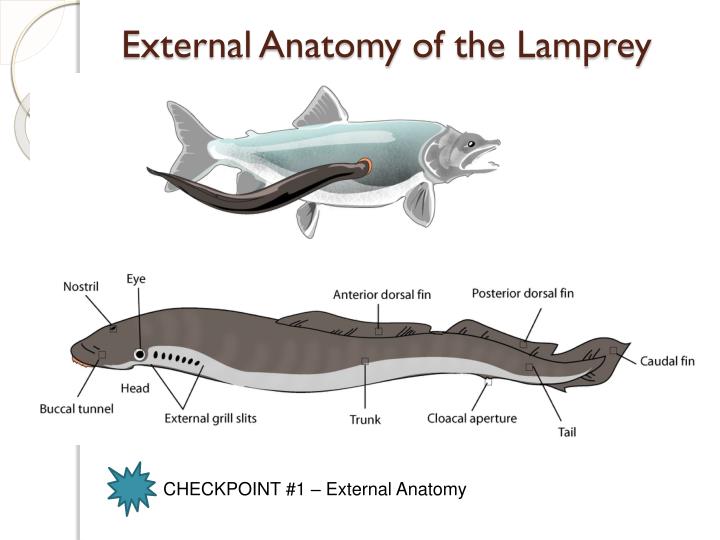 PPT - Sea Lamprey Dissection PowerPoint Presentation - ID:5656206