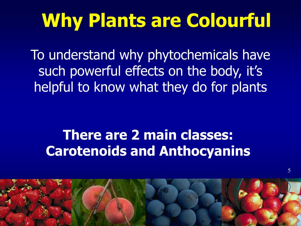 PPT - PLANT FOODS AND DISEASE PREVENTION Phytochemicals PowerPoint ...